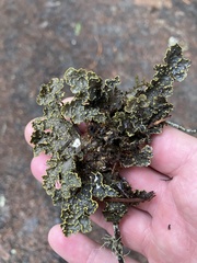Pseudocyphellaria citrina