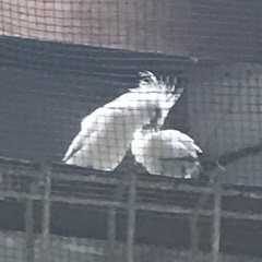 Leucopsar rothschildi