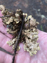 Pseudocyphellaria citrina