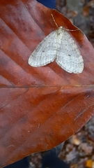 Operophtera fagata