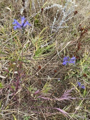 Lobelia gruina
