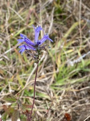 Lobelia gruina