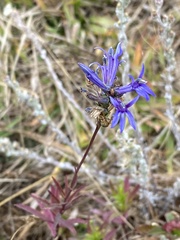 Lobelia gruina