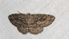 Zermizinga sinuata
