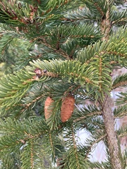Picea mariana