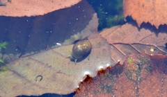 Ampullaceana balthica