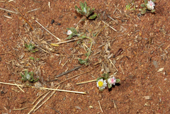 Helichrysum argyrosphaerum