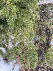 Picea mariana