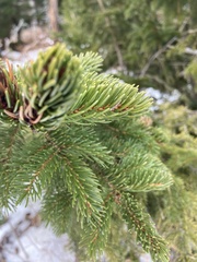 Picea mariana