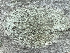 Caliciaceae