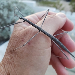 Parabacillus hesperus