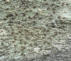 Caliciaceae