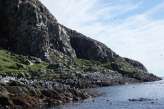 Uria aalge hyperborea