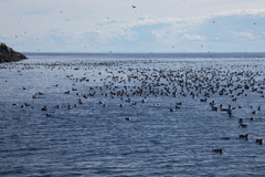 Uria aalge hyperborea