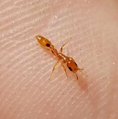 Pseudomyrmex simplex