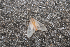 Halysidota cinctipes