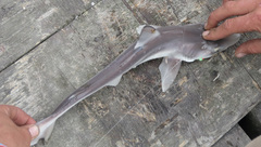Galeorhinus galeus