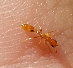 Pseudomyrmex simplex
