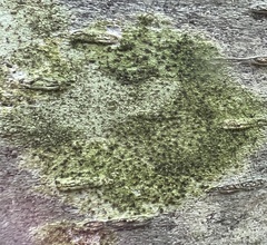 Caliciaceae