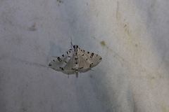 Conchylodes diphteralis