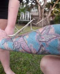 Archimantis latistyla