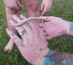 Archimantis latistyla