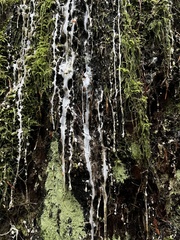 Pseudotsuga menziesii