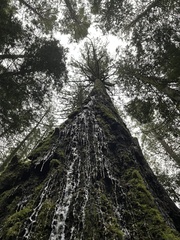 Pseudotsuga menziesii