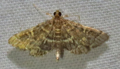 Anageshna primordialis