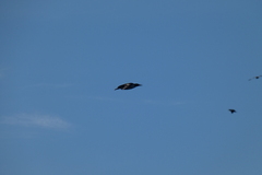 Uria aalge hyperborea