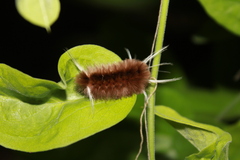 Halysidota cinctipes