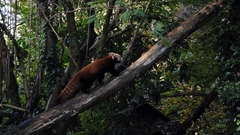 Ailurus fulgens