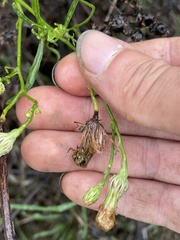 Malacothrix saxatilis implicata