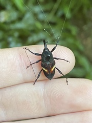 Cactophagus rectistriatus