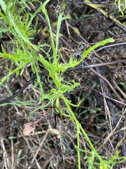 Malacothrix saxatilis implicata