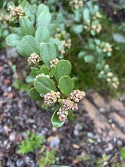 Ceanothus megacarpus insularis