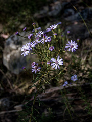 Olearia asterotricha asterotricha