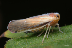 Omolicna