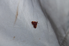 Deuterophysa fernaldi