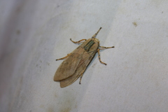 Halysidota cinctipes