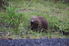 Tachyglossus aculeatus setosus