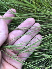 Schizachyrium tenerum