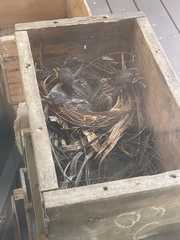 Colluricincla harmonica