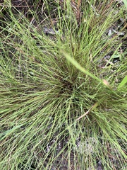 Schizachyrium tenerum