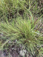 Schizachyrium tenerum