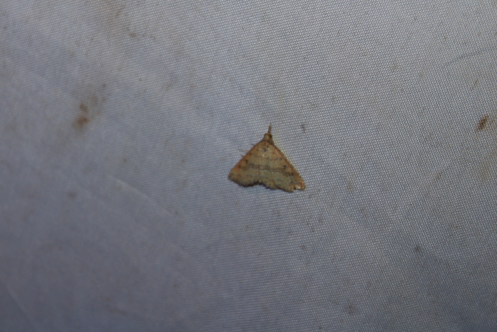 Mursa phtisialis