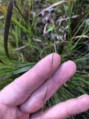 Schizachyrium tenerum