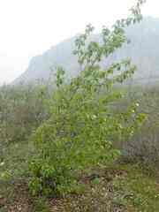 Populus balsamifera balsamifera