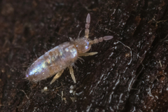 Lepidocyrtinae