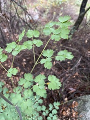 Thalictrum fendleri